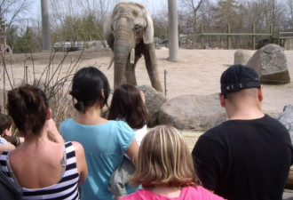 北美最老非洲象艾瑞加 长期患病安乐死