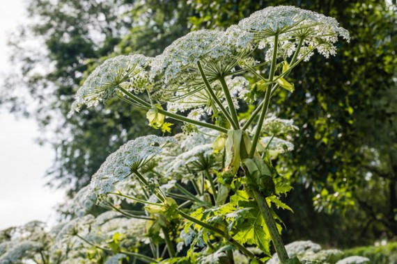 hogweed