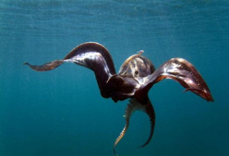 章鱼有最独特基因 堪称地球最聪明动物