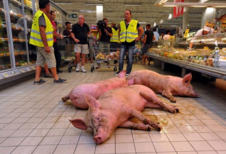 法国农民不满肉价跌 超市里养猪泄愤