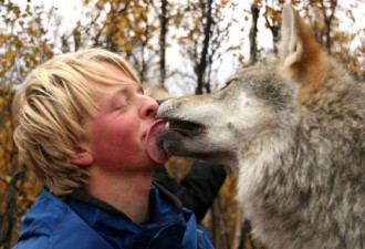 挪威北极动物园：狐狸热情狼亲吻游客