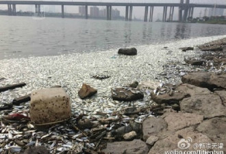 天津海河上游水面现大量死鱼 官方回应