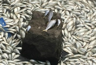 天津海河上游水面现大量死鱼 官方回应