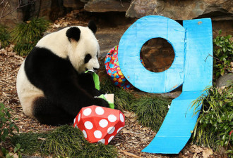 宠爱！澳大利亚给熊猫办隆重生日Party