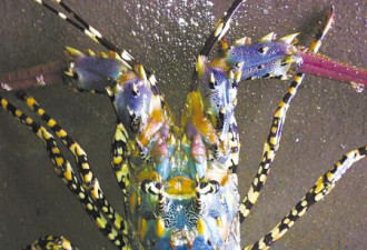 神虾！宁波渔民捕获罕见的“锦绣龙虾”