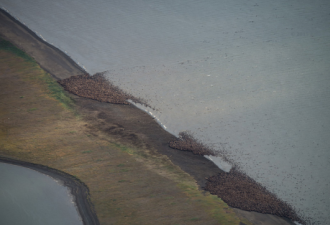 北冰洋沿岸海冰大融化 海象们成群上岸