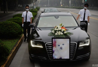 上海现豪华宠物葬礼 宠物狗配木棺灵车