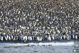 全球最大的企鹅性派对 小岛都被挤爆了