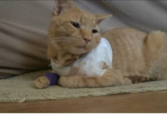 美国宠物猫为三岁小主人挡子弹 受重伤
