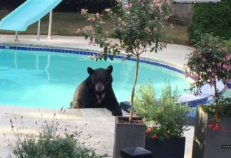 享受：黑熊跳进北温一住宅游泳池消暑