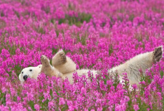 加国北极熊在夏日花丛嬉戏 憨态可掬