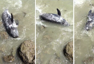心碎 海豚为逃脱日本渔船猎杀撞击海岸