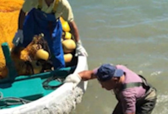 心碎 海豚为逃脱日本渔船猎杀撞击海岸