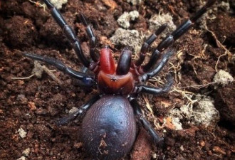澳洲发现变种毒蜘蛛 血红毒牙如吸血鬼