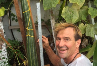 卑诗男子种出世界上最长黄瓜 长1.13米