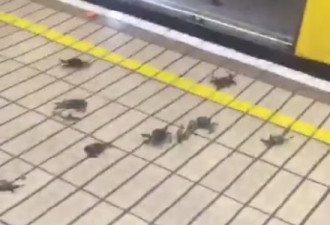 大闸蟹入侵英国火车站 结局令网友崩溃