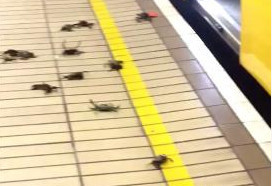 大闸蟹入侵英国火车站 结局令网友崩溃