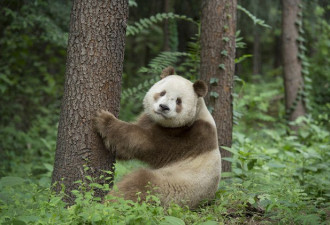 中国发现罕见棕白色大熊猫 仅发现5次