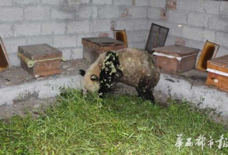 大熊猫下山偷吃10箱蜂蜜 下午吃到晚上