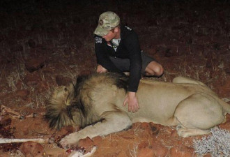 英国哈里王子非洲反盗猎 亲自检查雄狮