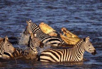肯尼亚迁徙斑马 惨遭鳄鱼围攻被活吞