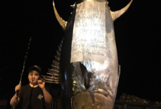 打破纪录！10岁男童又钓385公斤金枪鱼