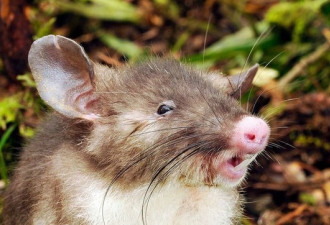 印尼惊现新物种 老鼠竟然长着猪鼻子