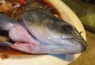 中餐馆“僵尸鱼”引震惊 煮熟仍蠕动