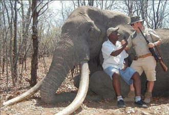 德国猎人付38万猎杀象王 象牙重110斤