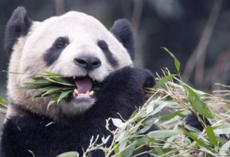 多伦多动物园熊猫二顺怀孕了：双胞胎！