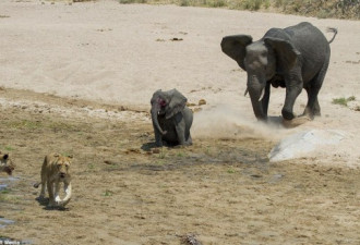 非洲一国家公园狮象大战 群狮分食幼象