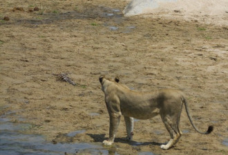 非洲一国家公园狮象大战 群狮分食幼象