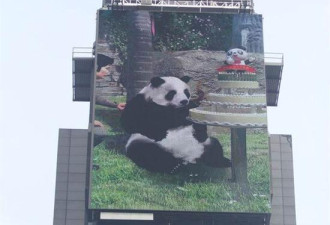 最长寿大熊猫之3D动画片亮相时报广场