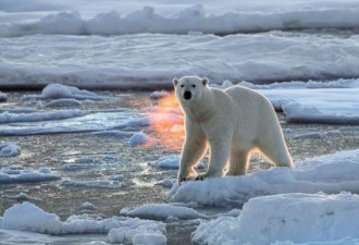 好可怜 北极熊接近轮船求食却被困浮冰