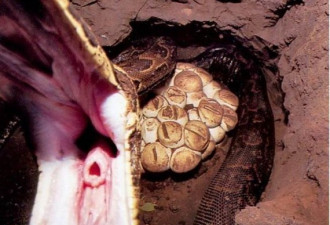 超危险 喀麦隆猎人蛇洞内徒手捉蟒蛇