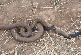 澳洲棕色蛇活吞黑蛇 黑蛇竟然破肚而出