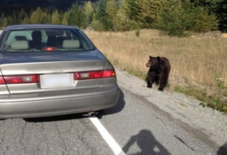 度假胜地惠斯勒：两游客喂黑熊被罚款
