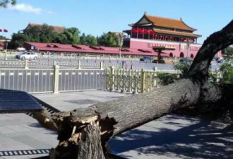 北京刮大风 天安门广场北侧古树被吹断