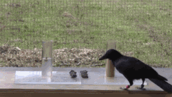 科学版的乌鸦喝水 看看剑桥大学实验