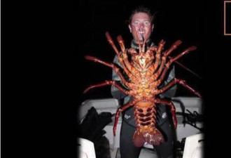 美国生物学家浮潜捕获70岁的超大龙虾