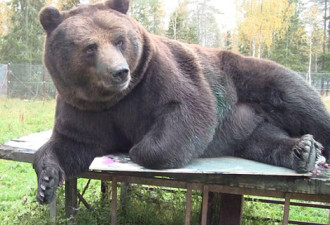 芬兰棕熊身体沾染颜料 翻滚身体作画