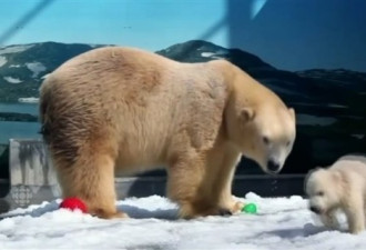 一澳洲出生北极熊正迁回祖籍国加拿大