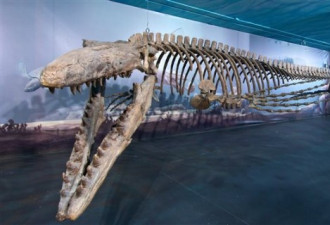 加国沧龙化石将被列入吉尼斯世界纪录