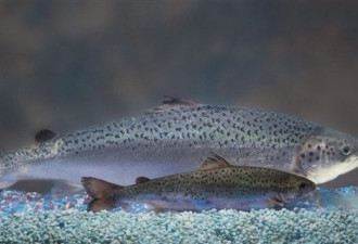 团体状告政府批准养殖转基因鲑鱼项目