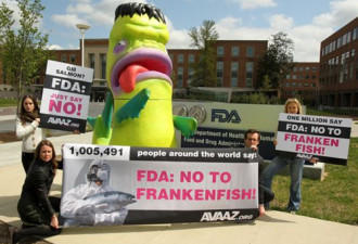 美国FDA批准：转基因三文鱼供人类食用