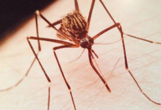 来自亚洲携带病毒的媒蚊 加西首次出现