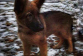 俄罗斯赠送小警犬 向法国殉职警犬致敬