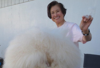 华裔女子把兔子养成这样 打破世界纪录