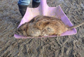 英国现巨型老鼠 体大如猫 毒药杀不死