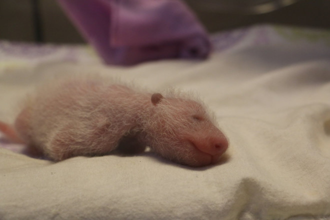 A baby panda is seen at The Toronto Zoo on Oct. 17, 2015. TORONTO ZOO.